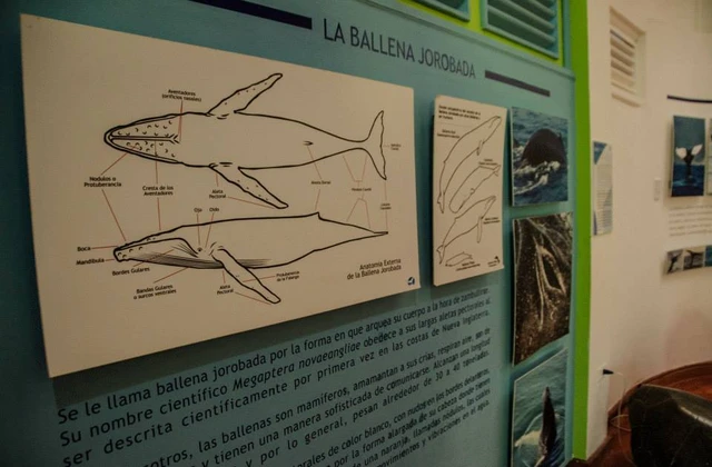 Museo de las ballenas samana